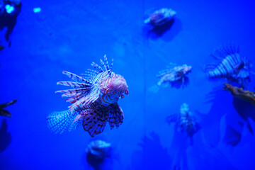 Pterois is a genus of venomous marine fish, commonly known as lionfish.