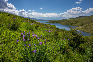 meadow with flowers