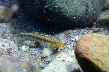 Roanoke darter on a riverbed