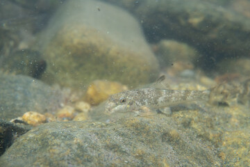 Northern hogsucker foraging on a riverbed