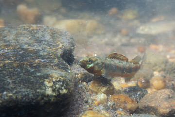 Gilt darter displaying on rocky riverbed