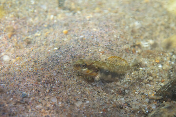 Gilt darter displaying on sandy riverbed