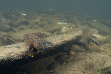 Eastern hellbender on rock ledge