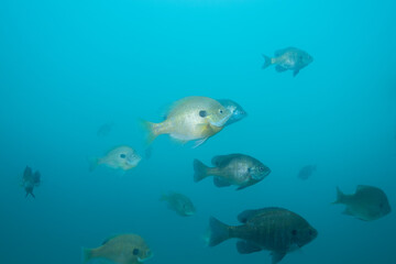 School of bluegill in clear blue water