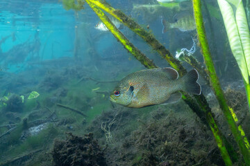 Spotted sunfish in beautiful spring