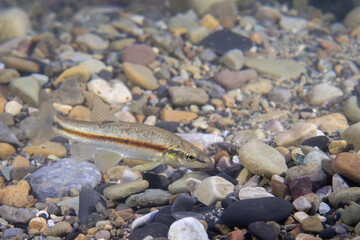 Western blacknose dace in a stream