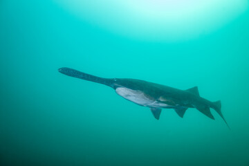 American paddlefish swimming in clear blue lake