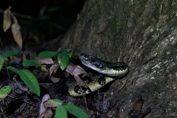 Timber rattlesnake moving through forest
