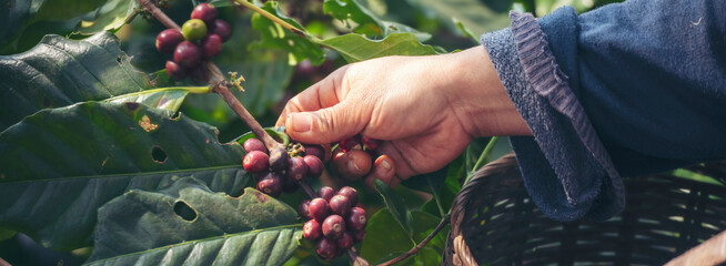 Banner hands harvest red seed in basket robusta arabica plant farm. Coffee plant farm Close up...