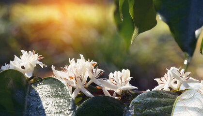 Coffee flower tree green nature white color blossom. White flower on coffee tree Robusta arabica...