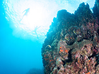 美しいツノダシ（ツノダシ科）他。
水面にはスキンダイバーも泳いでいる。
英名、学名：Moorish Idol (Zanclus cornutus)
静岡県伊豆半島賀茂郡南伊豆町中木ヒリゾ浜-2024年
