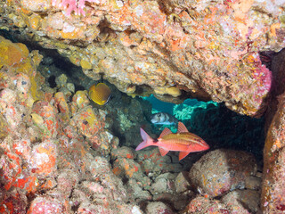 美しく大きなイシガキフグ（ハリセンボン科）、チョウチョウウオ（チョウチョウウオ科）、美しいホウライヒメジ（ヒメジ科）の他群れ。
Pacific Burrfish (Chilomycterus reticulatus)
Oriental ButterflyFish (Chaetodon aurites)
静岡県伊豆半島賀茂郡南伊豆町中木ヒリゾ浜-2024年
