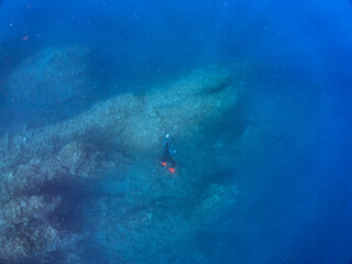 美しいイソギンチャク畑の可愛いクマノミ（クマノミ亜科）のペア他。スキンダイバーも泳いでいる。
英名、学名：Yellowtail clownfish (Amphiprion clarkii)
静岡県伊豆半島賀茂郡南伊豆町中木ヒリゾ浜-2024年
