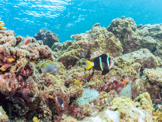 美しいイソギンチャク畑の可愛いクマノミ（クマノミ亜科）ペア、ミツボシクロスズメダイ（スズメダイ科）他の群れ。
英名、学名：
Yellowtail clownfish (Amphiprion clarkii)
Threespot dascyllus (Dascyllus trimaculatus) 
静岡県伊豆半島賀茂郡南伊豆町中木ヒリゾ浜-2024年
