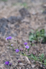 山の近くに生えていた小さな紫色の花