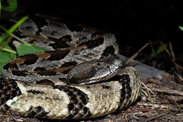 Timber rattlesnake laying to wait in ambush