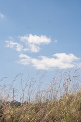 山の近くに生えていた植物