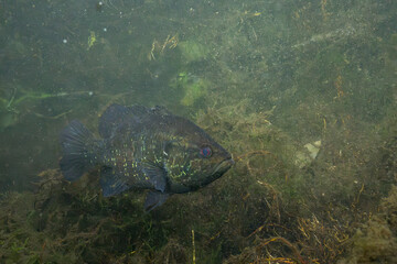 Obraz premium Warmouth sunfish in a spring with several aquatic plants