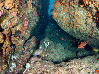 美しいツノダシ（ツノダシ科）、ホウライヒメジ（ヒメジ科）の他群れ。
英名、学名：Moorish Idol (Zanclus cornutus), Whitesaddle goatfish (Parupeneus ciliatus) 
静岡県伊豆半島賀茂郡南伊豆町中木ヒリゾ浜-2024年
