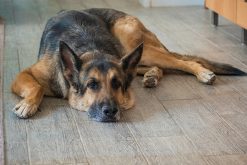 German Shepherd Dog Laying Down