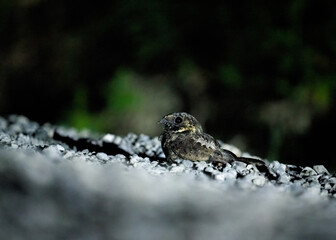 Eastern whip-por-will sitting on rocks at night