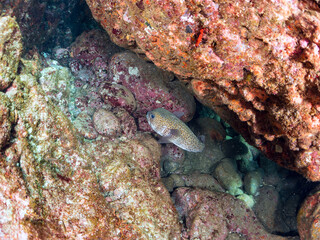 美しく大きなネズミフグ（ハリセンボン科）。
英名、学名：Spot-fin porcupinefish, Diodon hystrix
静岡県伊豆半島賀茂郡南伊豆町中木ヒリゾ浜-2024年
