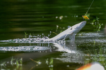 Asian sea bass or Barramundi game fishing for lure