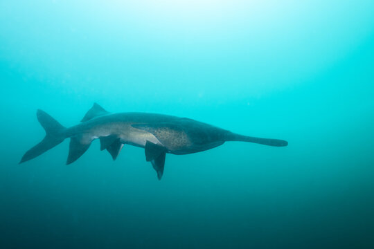 American paddlefish swimming in blue lake with mouth closed