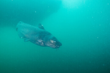 Blue catfish swimming in a lake