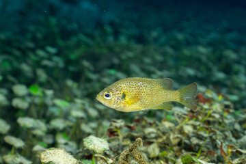 Spotted sunfish surrounded by aquatic vegetation