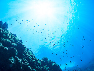 Fototapeta premium ウミカラマツ（ソフトコーラル）が生えるドロップオフのキンギョハナダイ（ハナダイ亜科）、スズメダイ（スズメダイ科）他群れ 英名、学名： Sea Goldie (Pseudanthias squamipinnis) Damselfish, Chromis notata, Antipathes japonica 静岡県伊豆半島賀茂郡南伊豆町中木ヒリゾ浜-2024年 