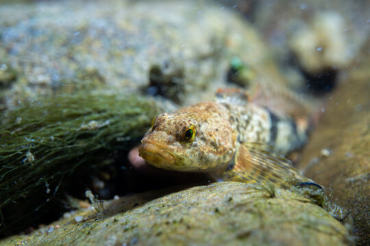 Mottled sculpin at the bottom of a river