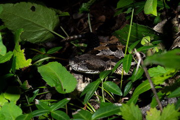 Timber rattlesnake laying to wait in ambush