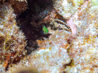 星空のように美しいルリホシスズメダイ（スズメダイ科）の幼魚。
英名、学名：Jewel Damsel, Whitespotted devil
静岡県伊豆半島賀茂郡南伊豆町中木ヒリゾ浜-2024年
