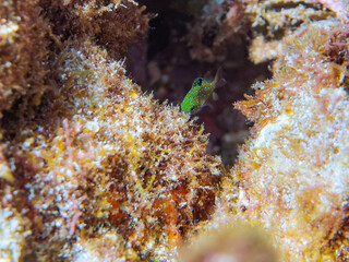 星空のように美しいルリホシスズメダイ（スズメダイ科）の幼魚。
英名、学名：Jewel Damsel, Whitespotted devil
静岡県伊豆半島賀茂郡南伊豆町中木ヒリゾ浜-2024年
