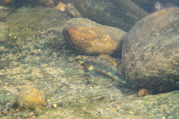 Gilt darter displaying on rocky riverbed