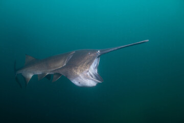 American paddlefish feeding on plankton in lake