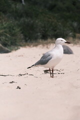 seagull on the beachl