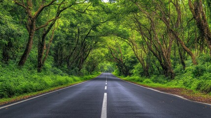 Road Through a Lush Forest
