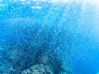 美しいキビナゴ（ニシン科）他の大群。
英名、学名：Silver-Stripe Round Herrings (Spratelloides gracilis)
水面にはスキンダイバーも泳いでいる。
静岡県伊豆半島賀茂郡南伊豆町中木ヒリゾ浜-2024年

