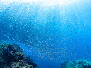 美しいキビナゴ（ニシン科）他の大群。
英名、学名：Silver-Stripe Round Herrings (Spratelloides gracilis)
水面にはスキンダイバーも泳いでいる。
静岡県伊豆半島賀茂郡南伊豆町中木ヒリゾ浜-2024年
