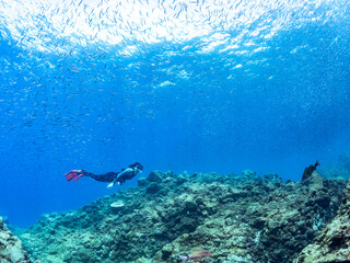 美しいキビナゴ（ニシン科）他の大群。
英名、学名：Silver-Stripe Round Herrings (Spratelloides gracilis)
水面にはスキンダイバーも泳いでいる。
静岡県伊豆半島賀茂郡南伊豆町中木ヒリゾ浜-2024年
