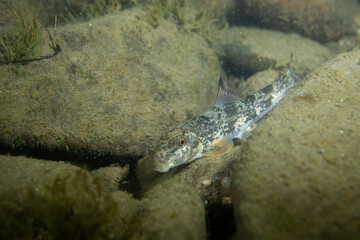 Northern hogsucker on a rocky riverbed