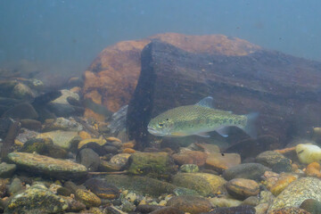 Rainbow trout in a rocky river