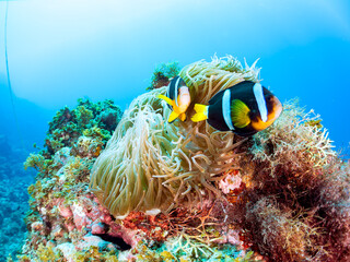 美しいイソギンチャク畑の可愛いクマノミ（クマノミ亜科）ペア、ミツボシクロスズメダイ（スズメダイ科）他の群れ。
英名、学名：
Yellowtail clownfish (Amphiprion clarkii)
Threespot dascyllus (Dascyllus trimaculatus) 
静岡県伊豆半島賀茂郡南伊豆町中木ヒリゾ浜-2024年
