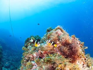 美しいイソギンチャク畑の可愛いクマノミ（クマノミ亜科）ペア、ミツボシクロスズメダイ（スズメダイ科）他の群れ。
英名、学名：
Yellowtail clownfish (Amphiprion clarkii)
Threespot dascyllus (Dascyllus trimaculatus) 
静岡県伊豆半島賀茂郡南伊豆町中木ヒリゾ浜-2024年
