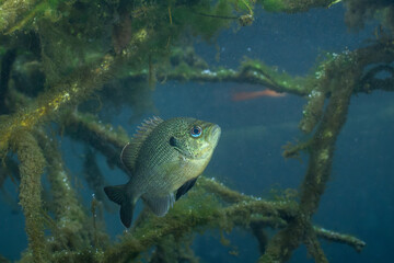 Spotted sunfish surrounded by woody debris
