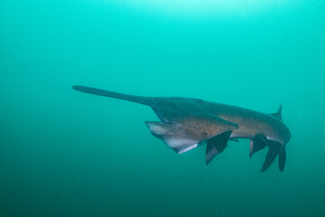 American paddlefish starting to open mouth