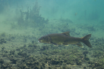 Spotted sucker in Florida Spring