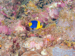 可愛いソメワケヤッコ（キンチャクダイ科）の幼魚他。
英名、学名：Bicolor angelfish (Centropyge bicolor) 
静岡県伊豆半島賀茂郡南伊豆町中木ヒリゾ浜-2024年
